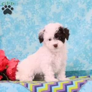 Chocolate, Toy Poodle Puppy